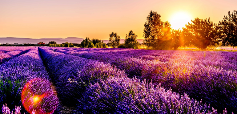 flower-field